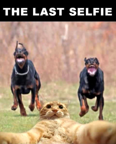 This Will Be This Cats Last Selfie Lol