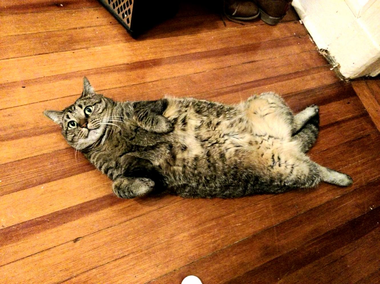 Those Paws