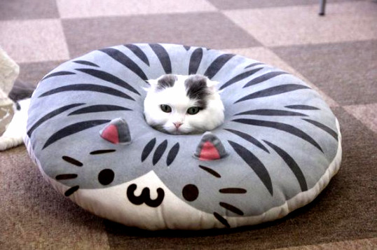 To Understand Pillow You Must Be One with Pillow.