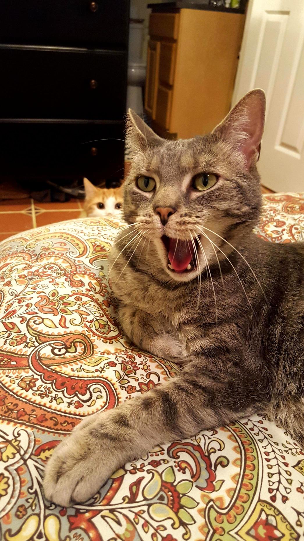 Unsuspecting Finn