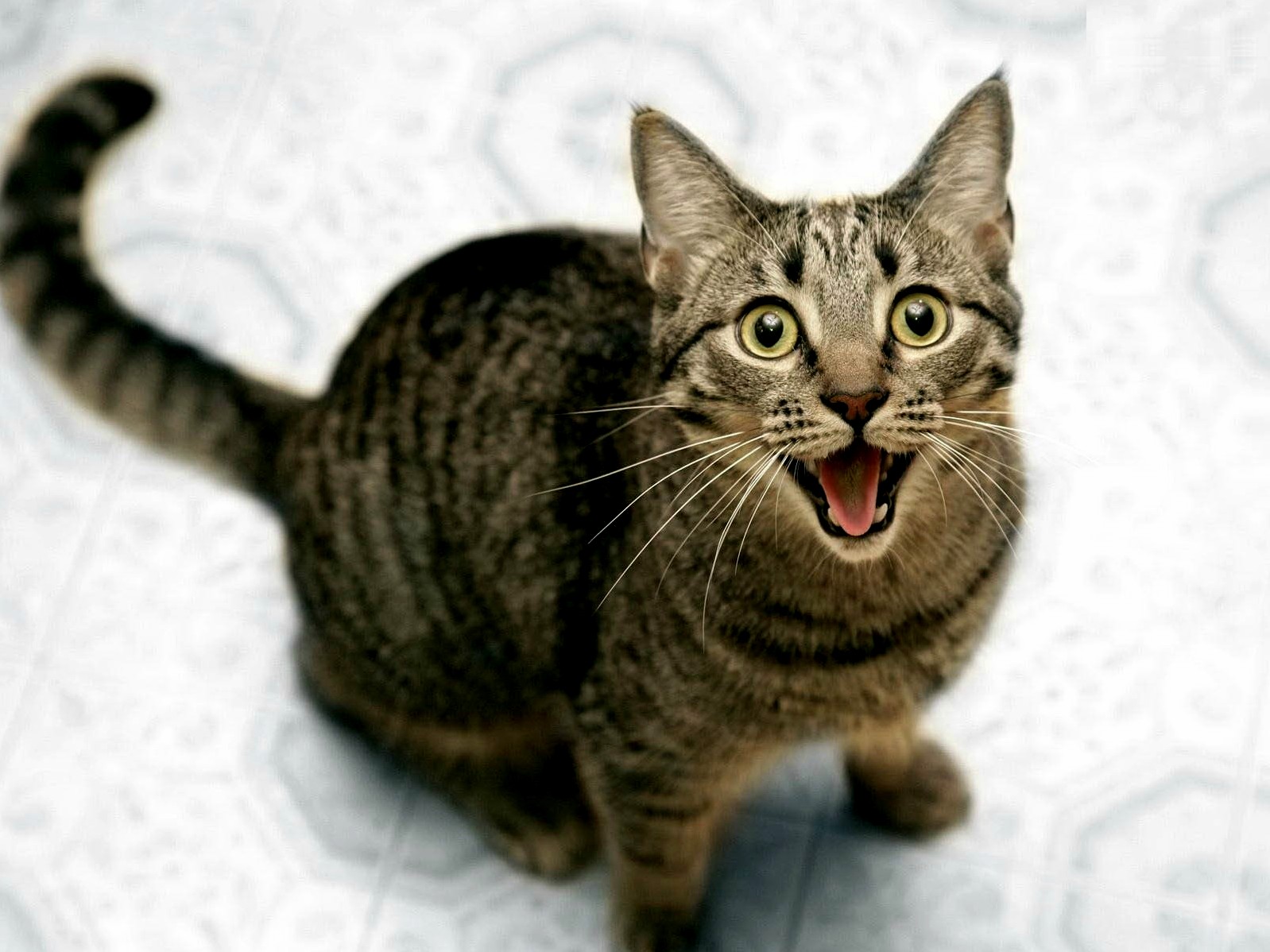 Upset Cat