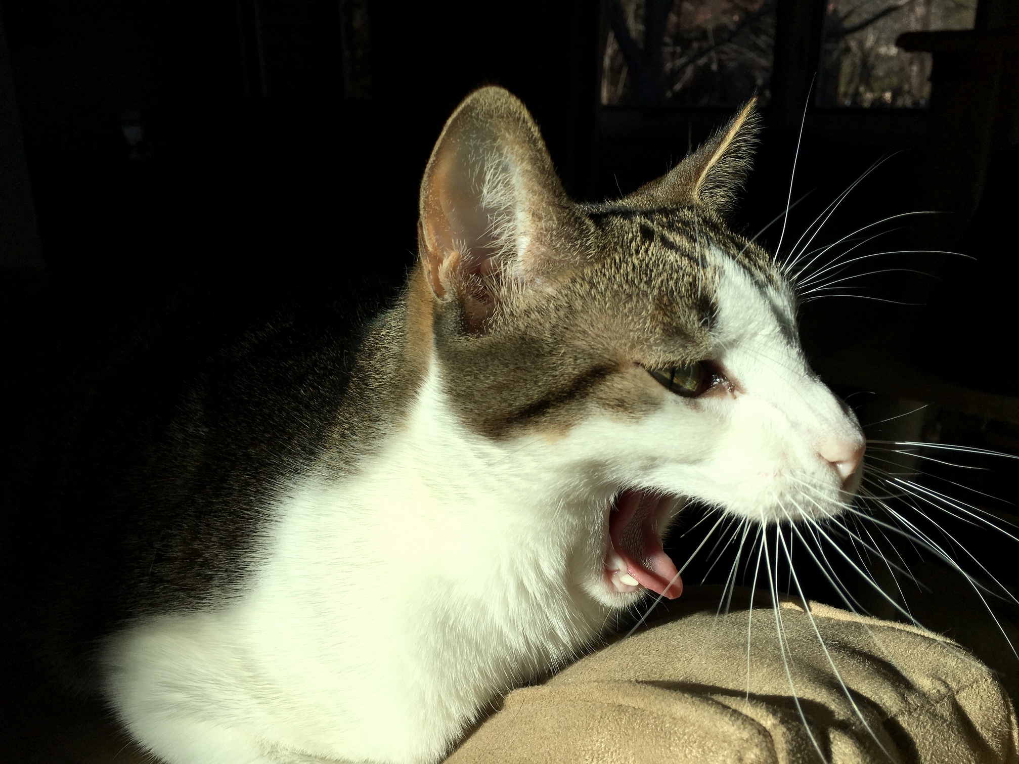 Waffles Showing Off His Fur-ball Face.