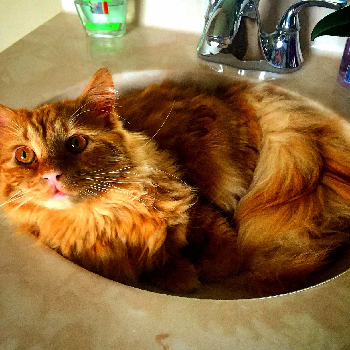 Water You Doing Here Cat