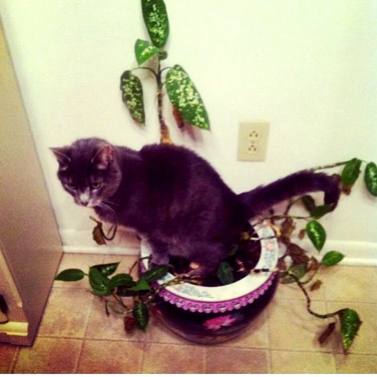 We Kept Wondering Why the House Plants Were Dying...