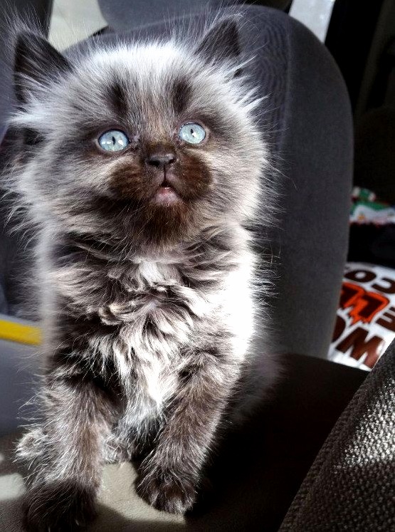 What Breed of Cat Is This
