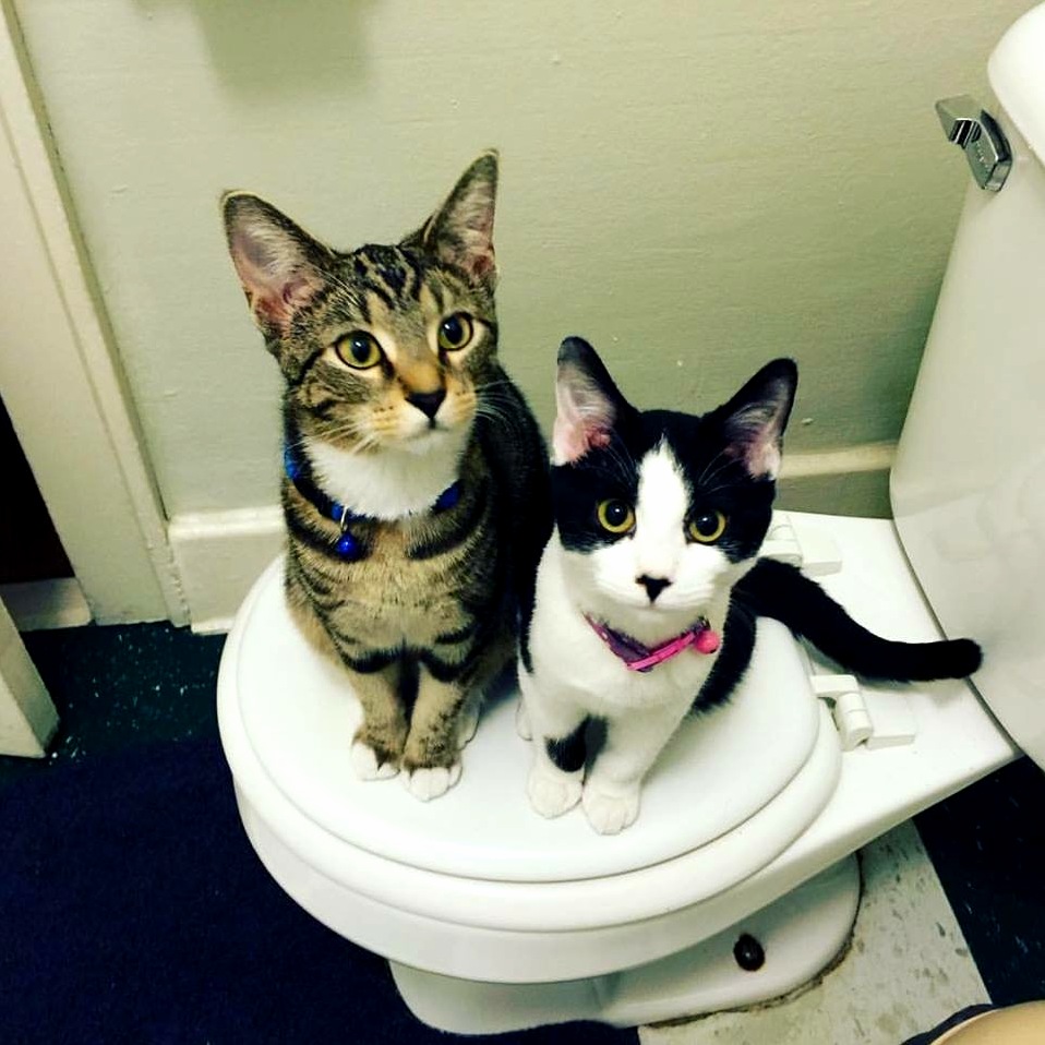 When Youre Getting Ready for Work and Feel Eyes Watching You.