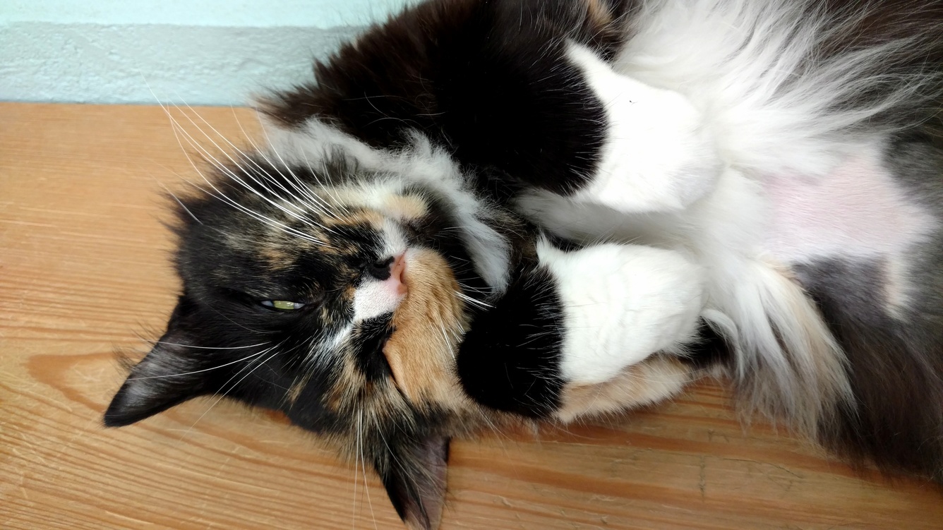 Wink
