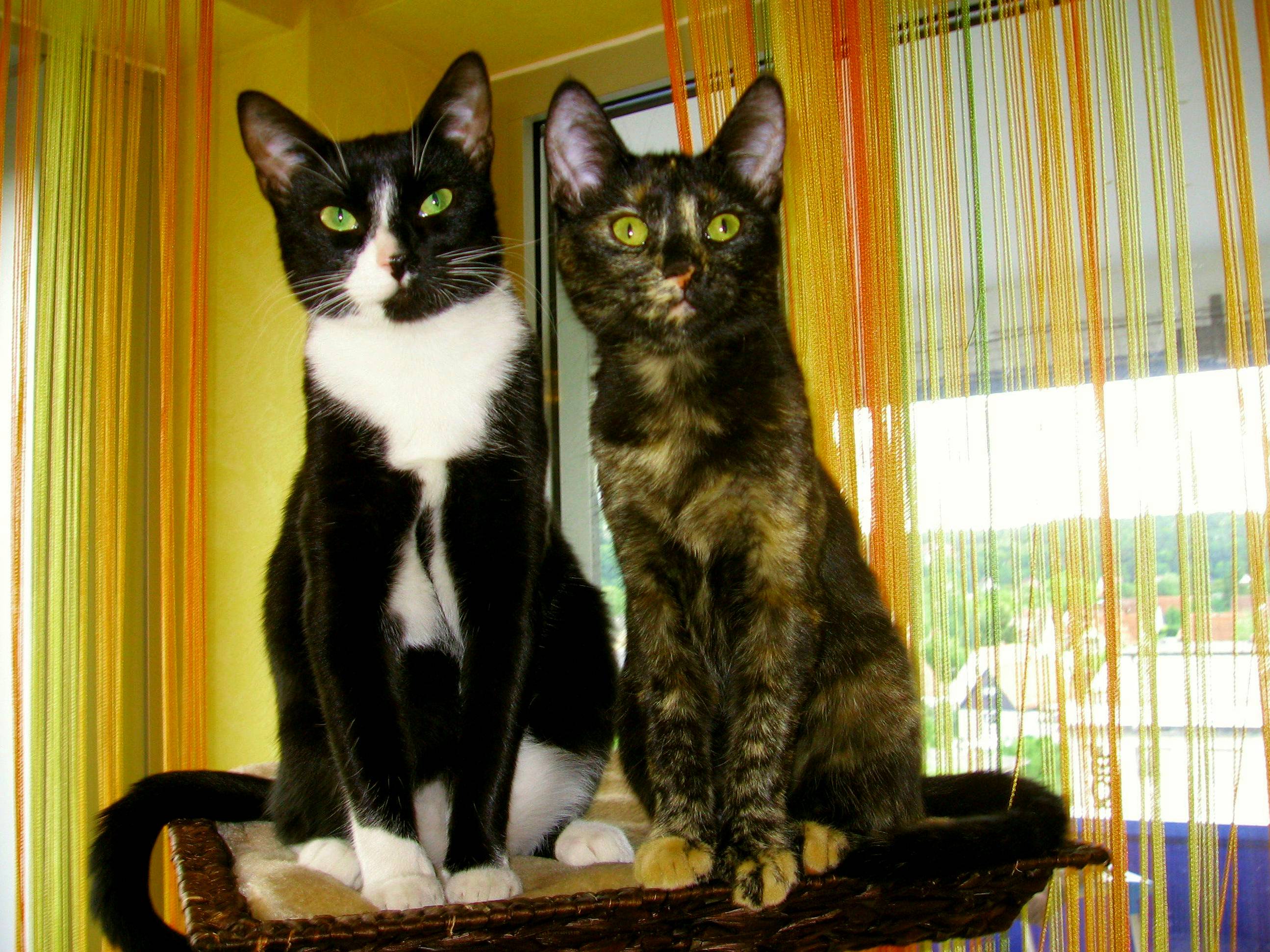 Yellow and Green Eyes