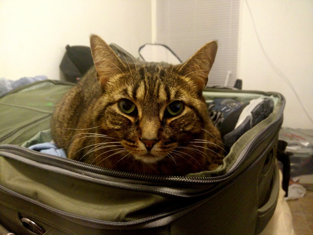 Zoey Is Helping Me Back for London