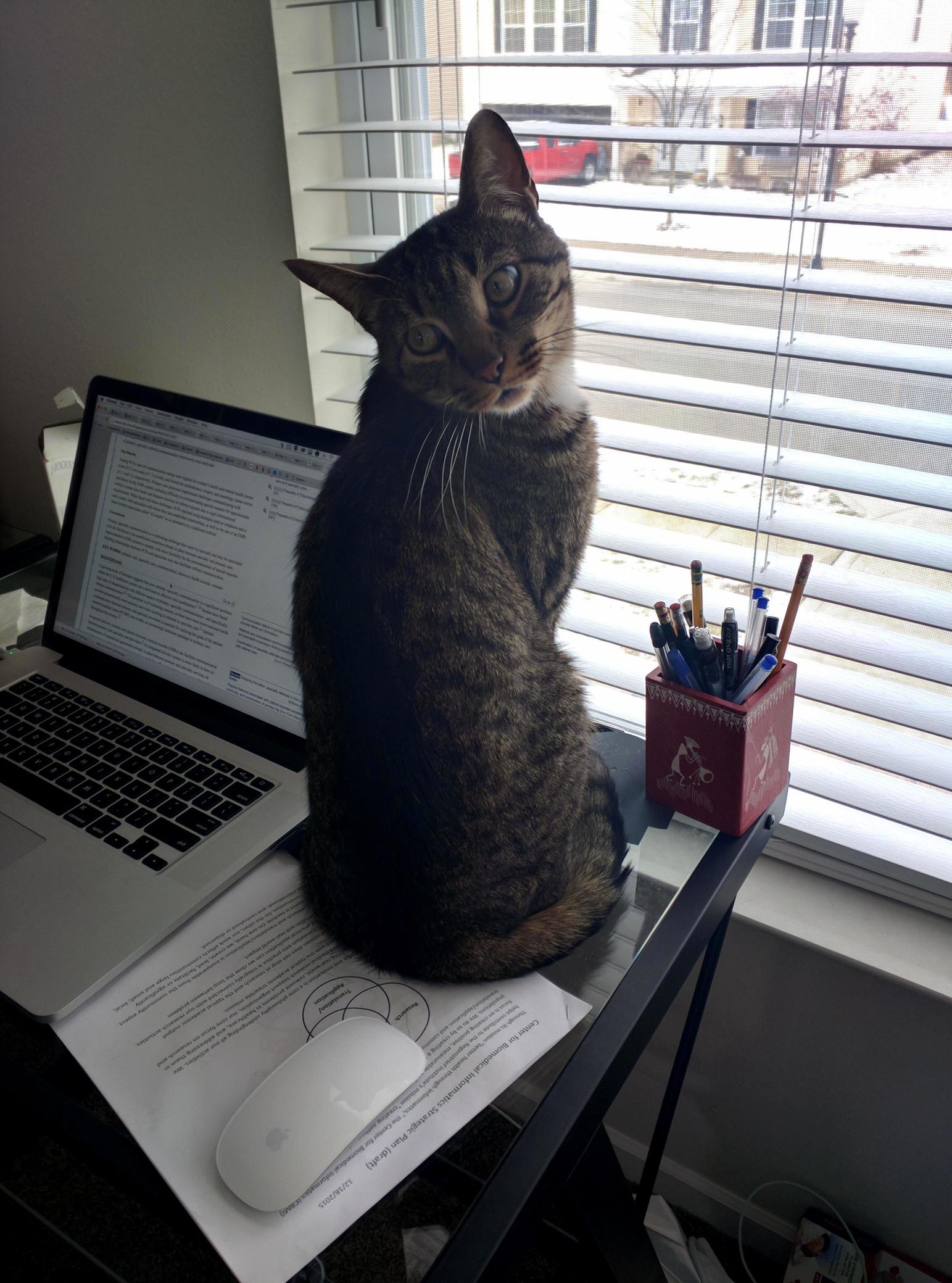 A Game of Cat Mouse