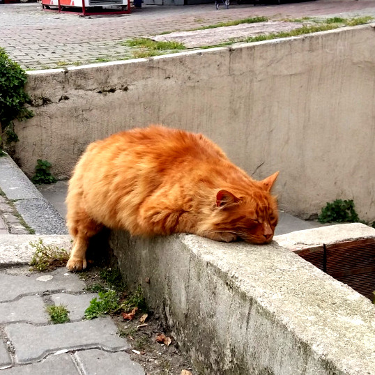 A Magestic Orange Creature