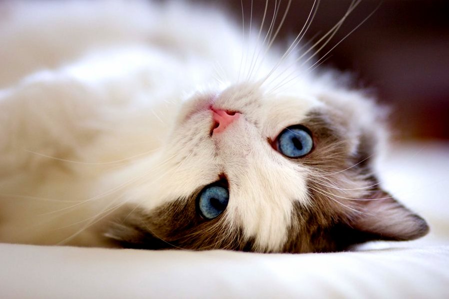 A Sweet Cat