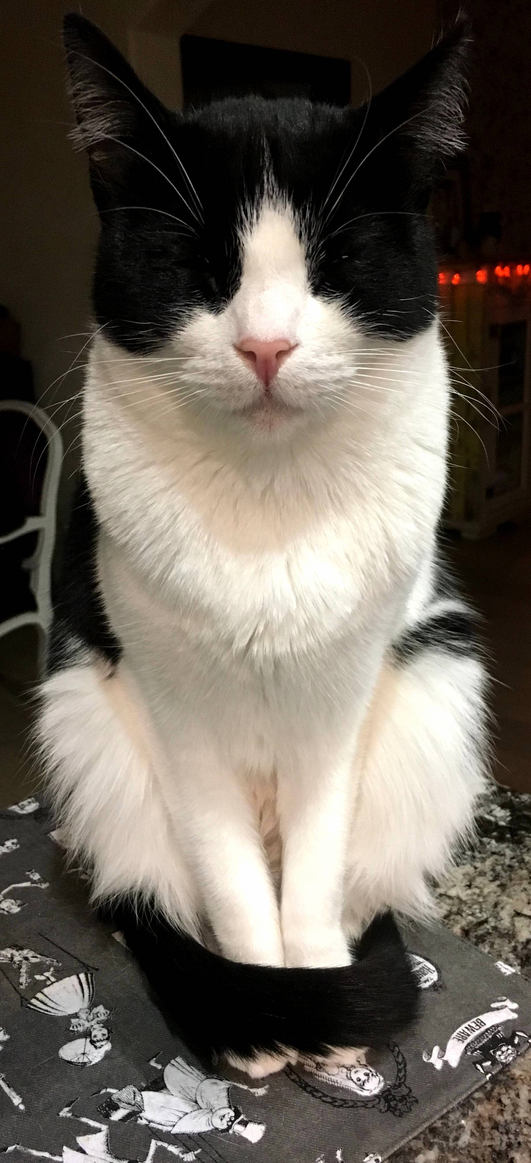 A Very Serene Cow
