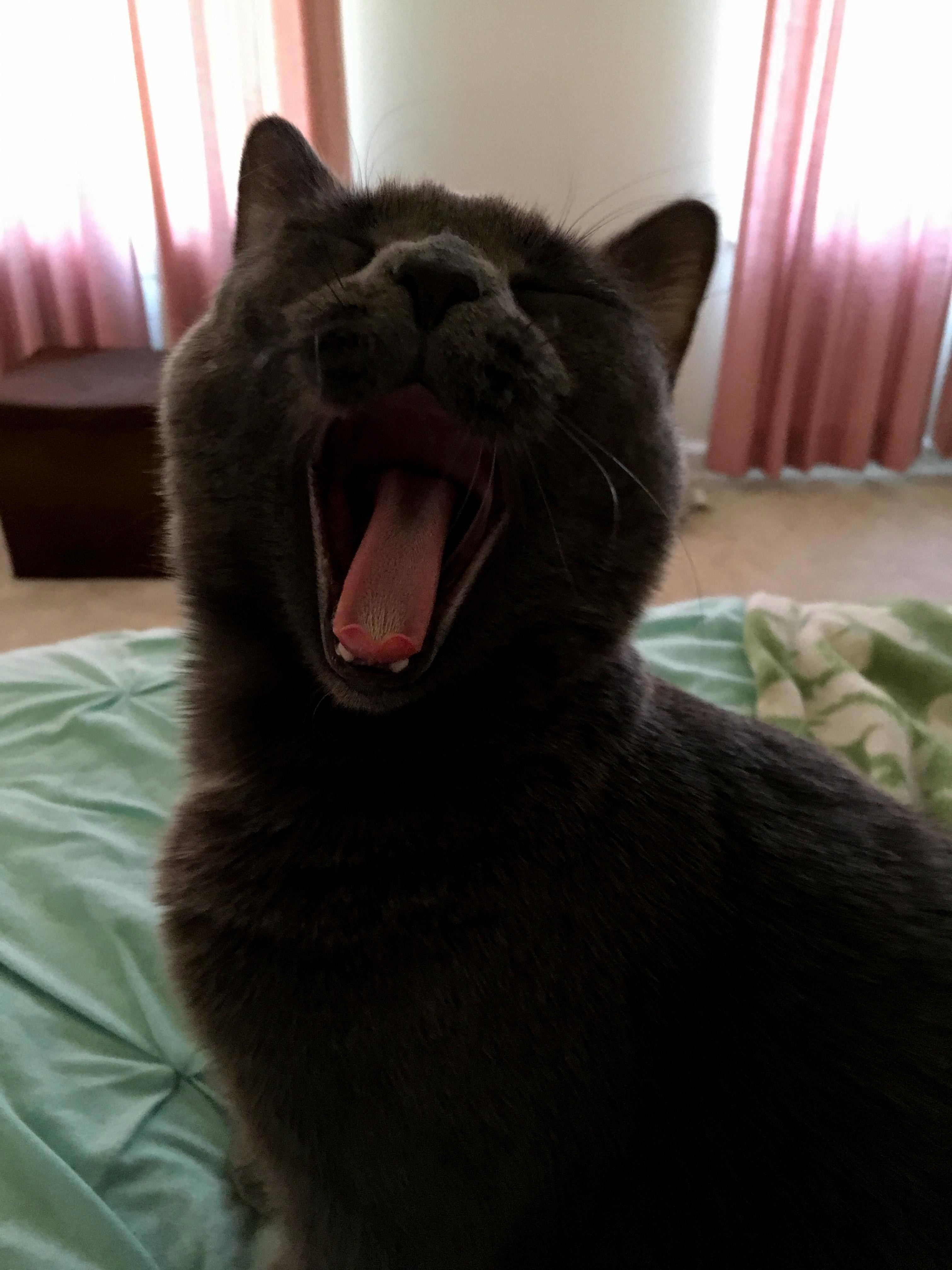 Adopted Last Week and Already Bored with Us. Meet Optimeow Purrime.
