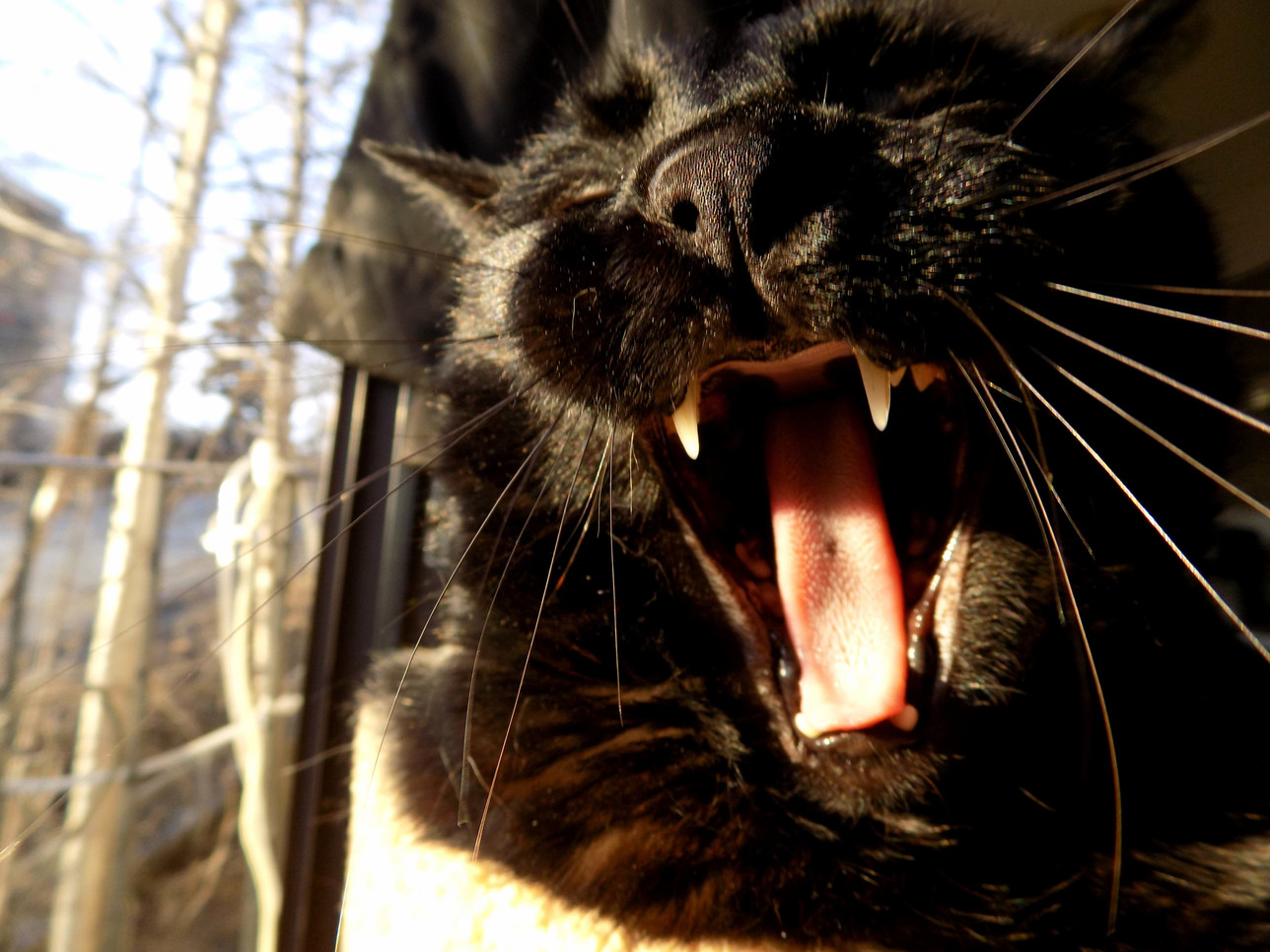 An Evening Roar to Welcome Spring to Alaska