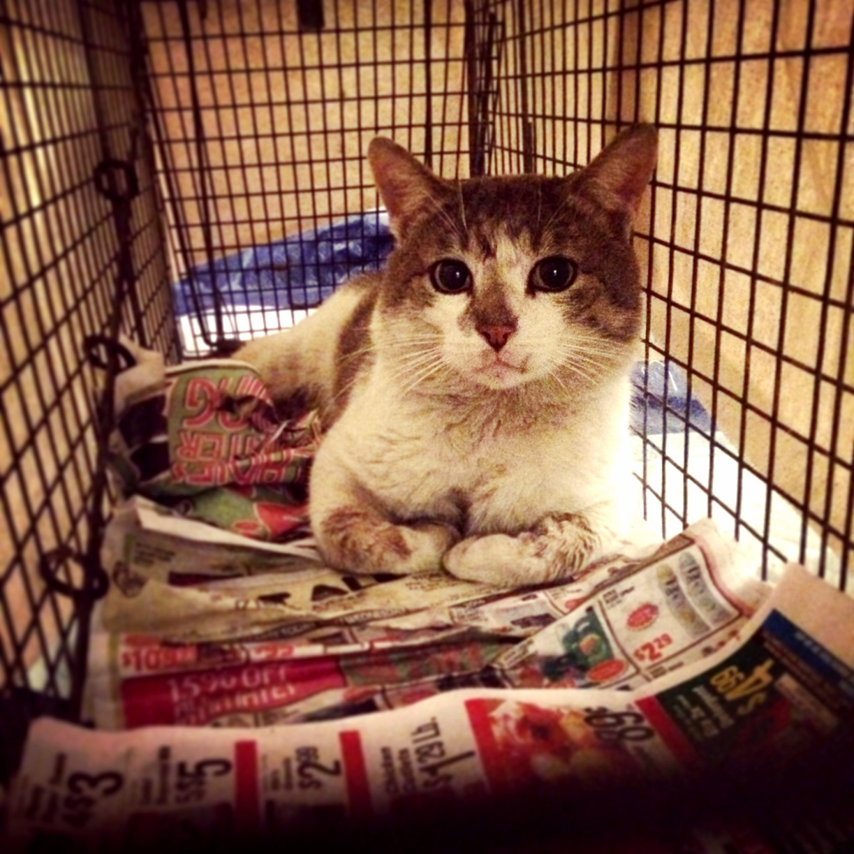 Another One of the Feral Cats from My Colony Waiting to Head to the Vet