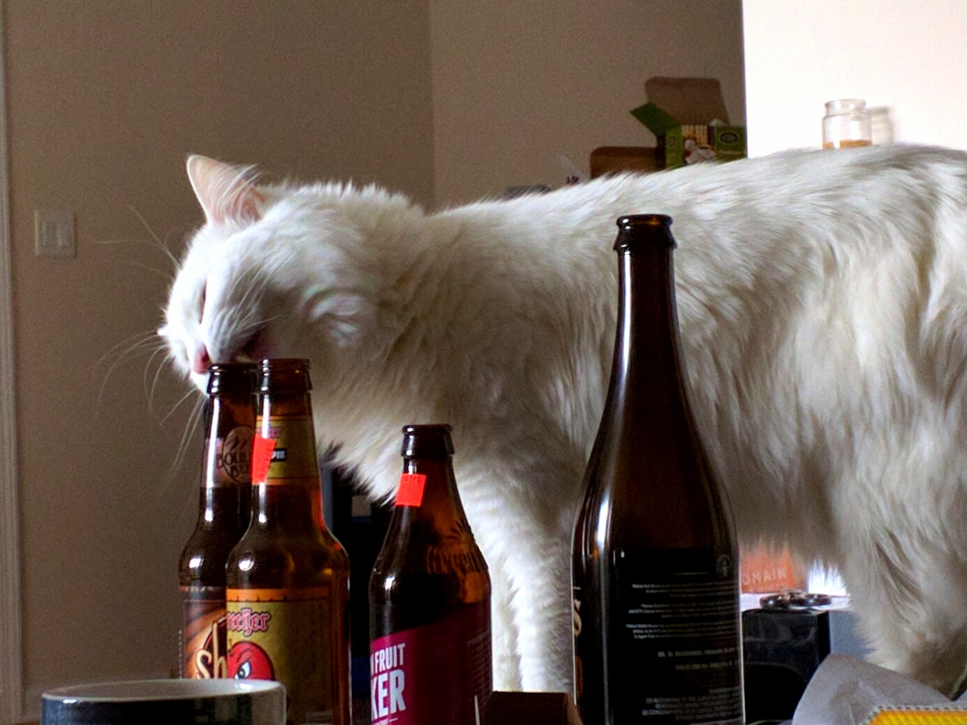 Anyone Elses Cat Lick Clean Beer Bottle Spouts