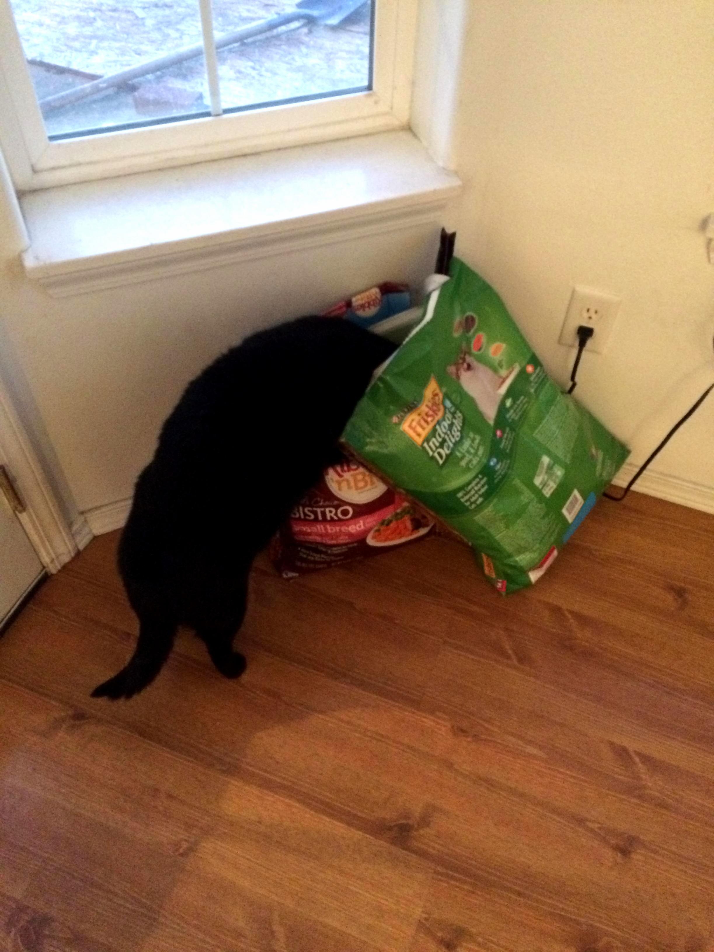 Babe.. Why Is Our Cat So Fat