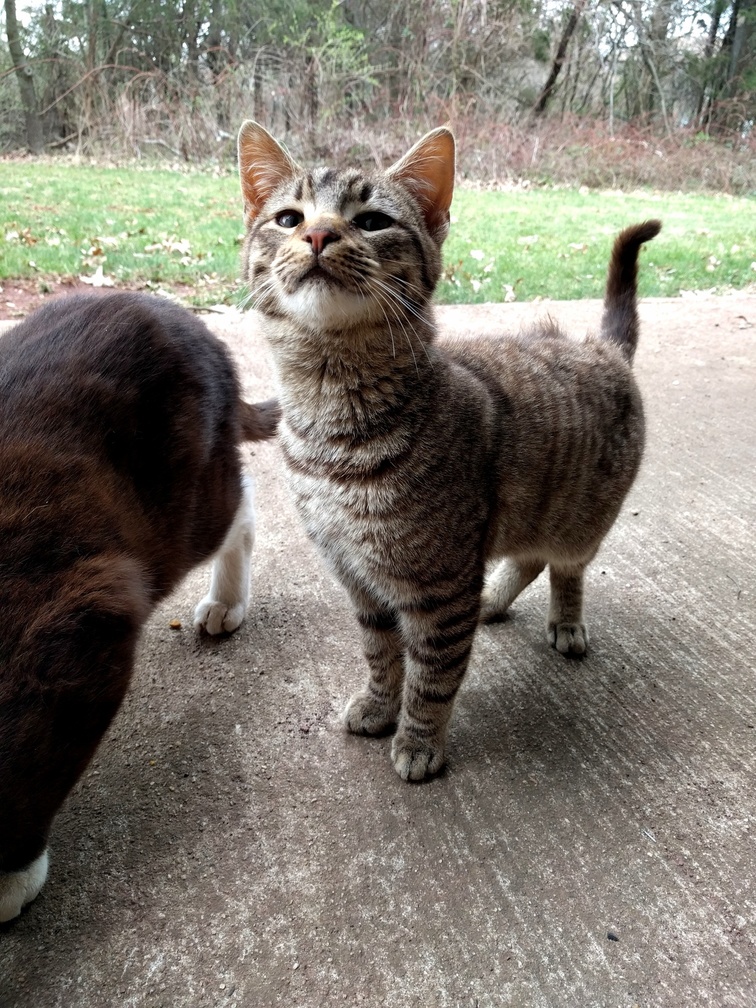 Backyard Visitor.