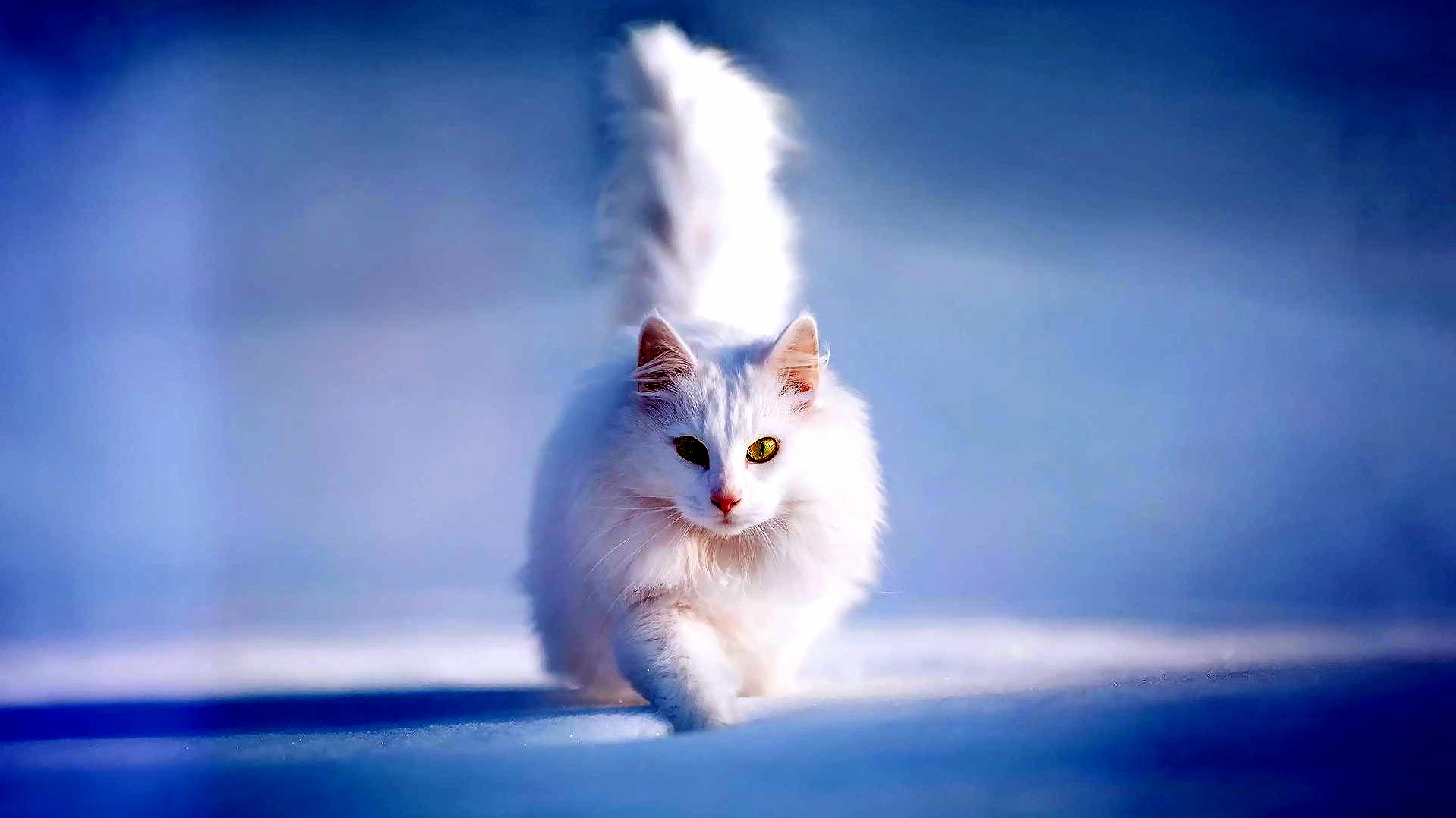 Beautiful White Cat