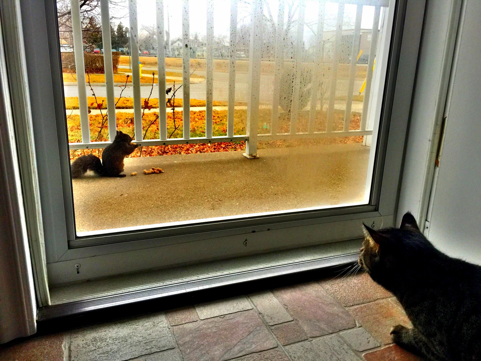 Bettie Squirrel Watching