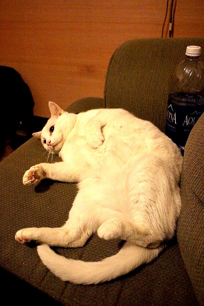 Bjorn the Biggest Goob