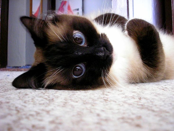 Blue-eyed Baby.