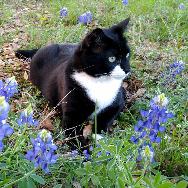 Bluebonnets Black Cat.
