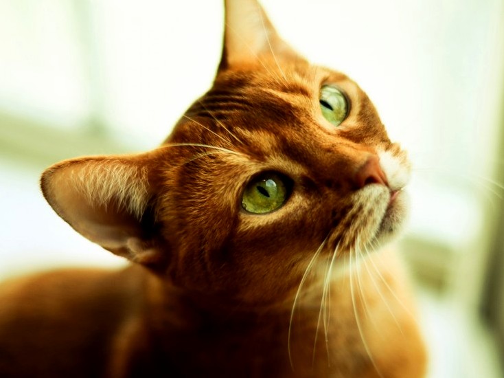 Cat Green Eyes