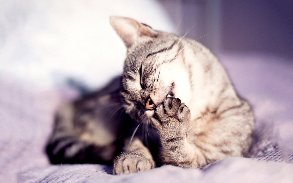 Cat Paws