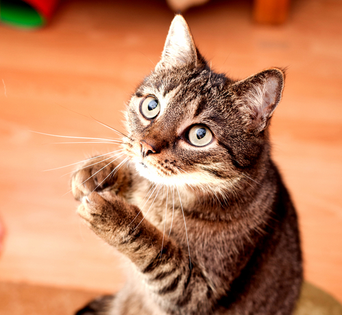 Cat Say Sorry