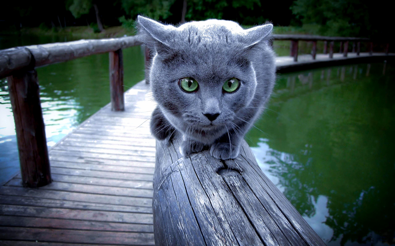Cat Sitting Banister