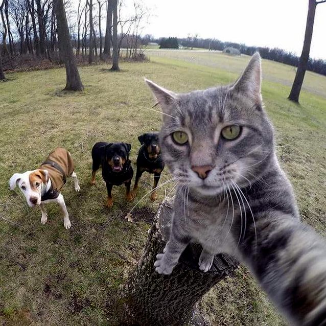 Cat Taking a Selfie with His Buddies