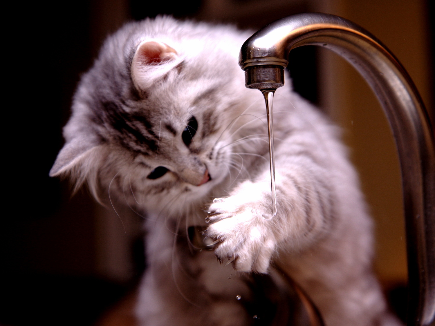Cat Water Crane Paw Jet Kote Animals