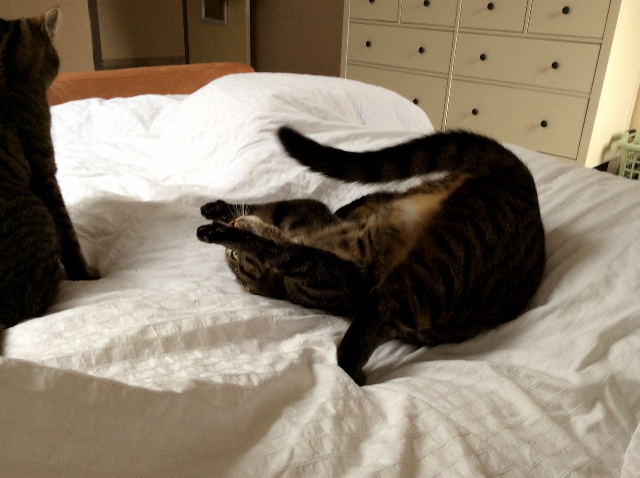 Cat Yoga -