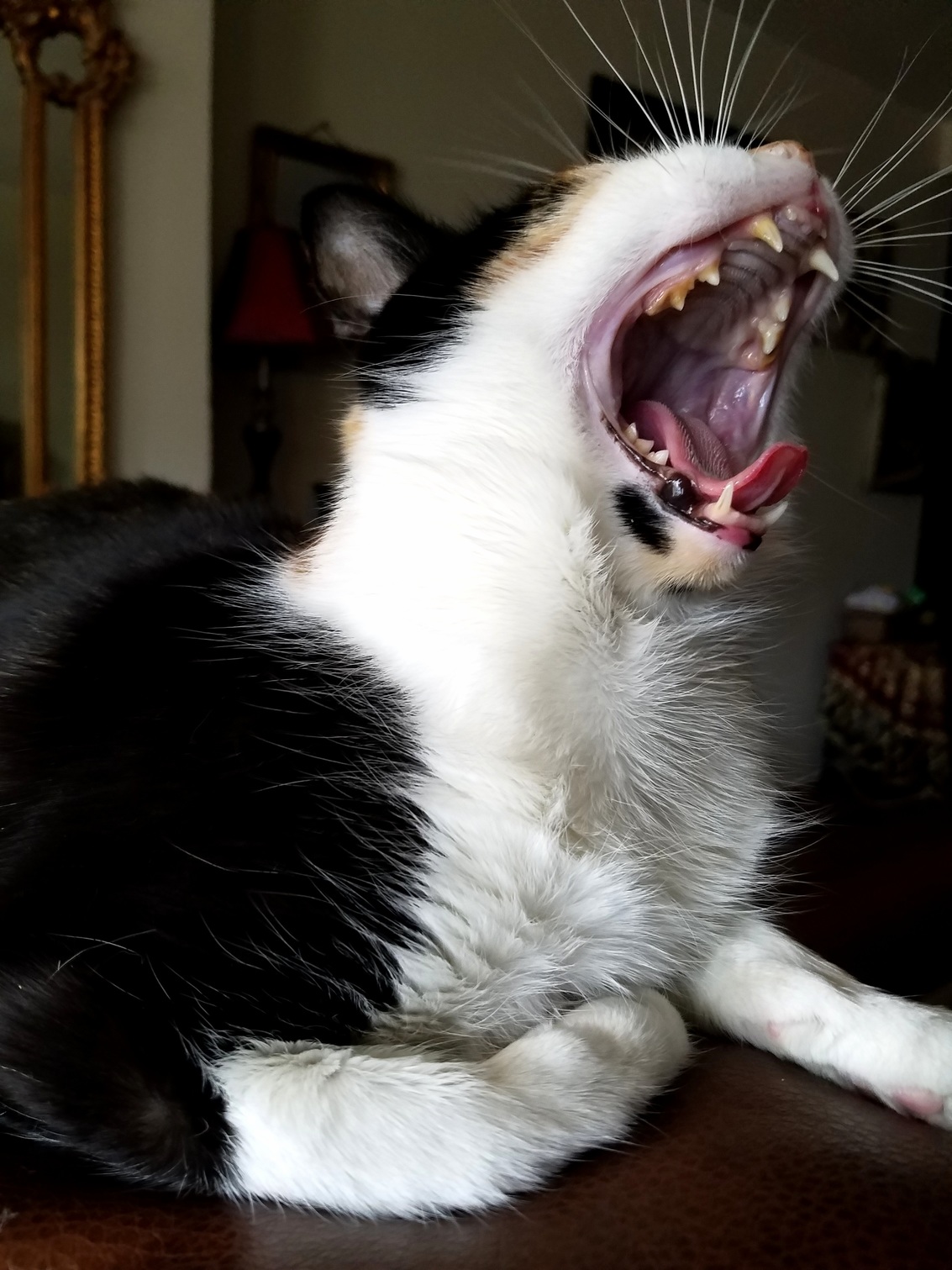 Caught a Picture of My Cat Yawning