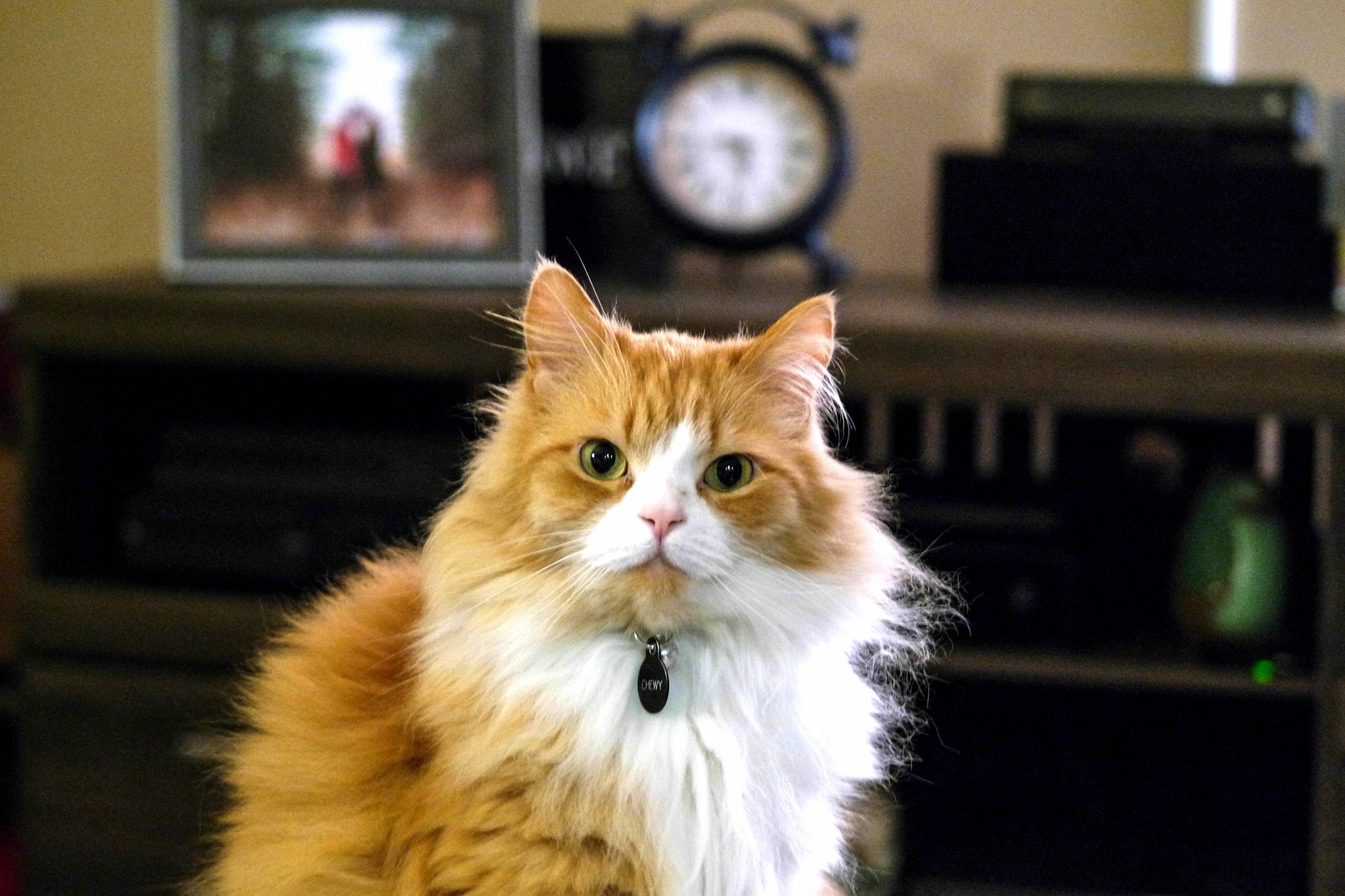 Chewy Does Not Appreciate the New Camera