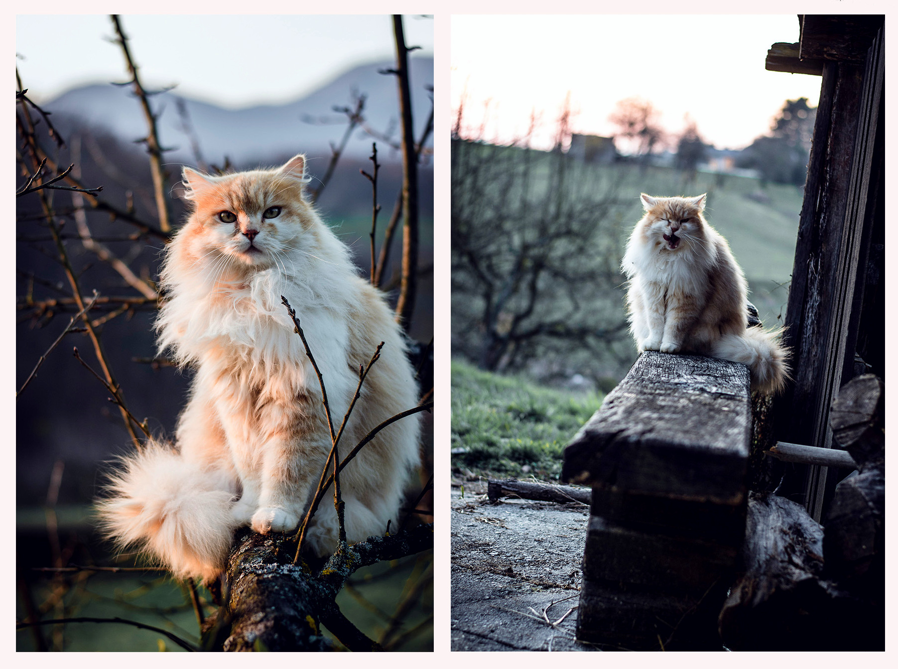 Climbing Trees and Making Faces