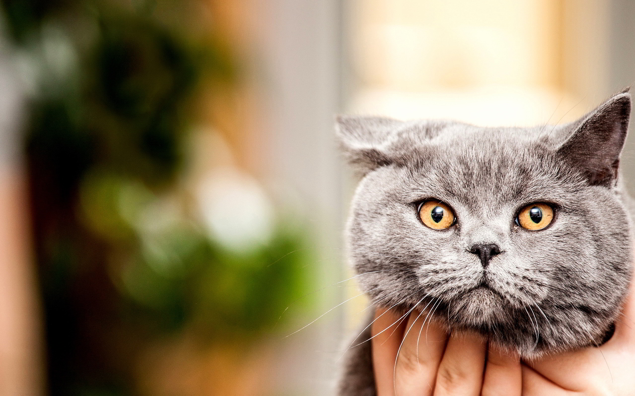 Cute Grey Cat