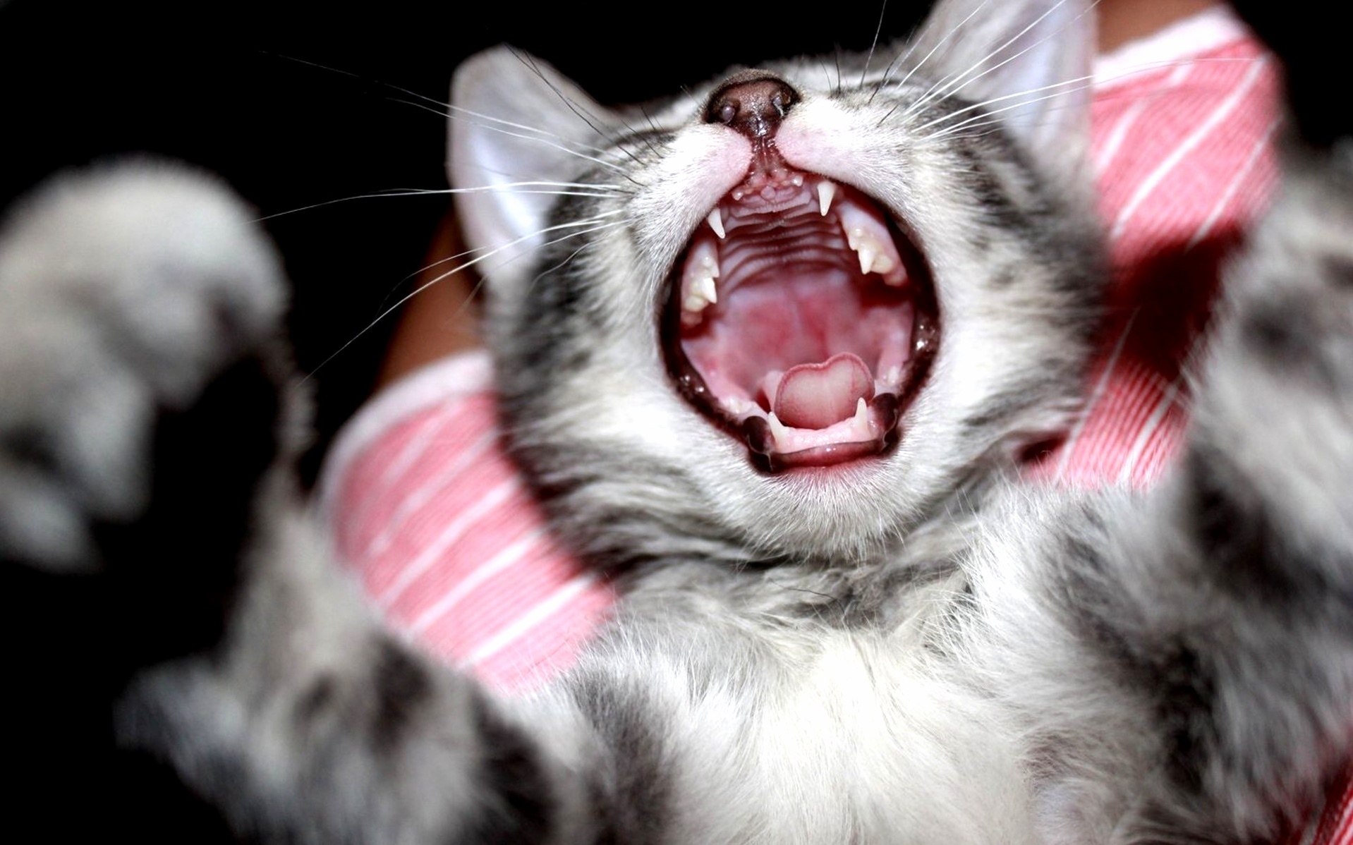 Cute Kitten Yawn