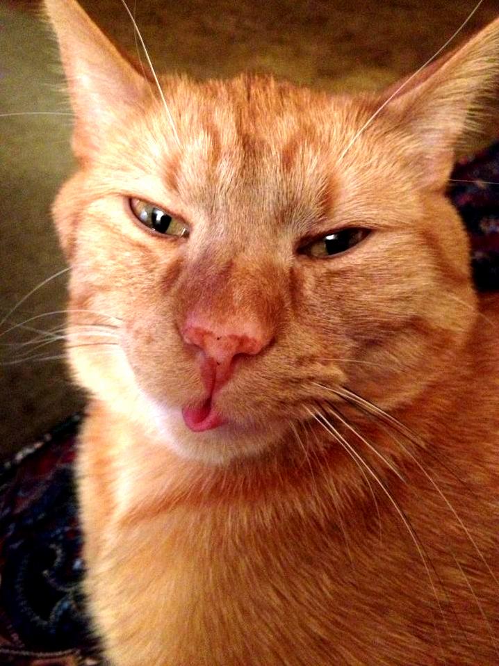 Derp