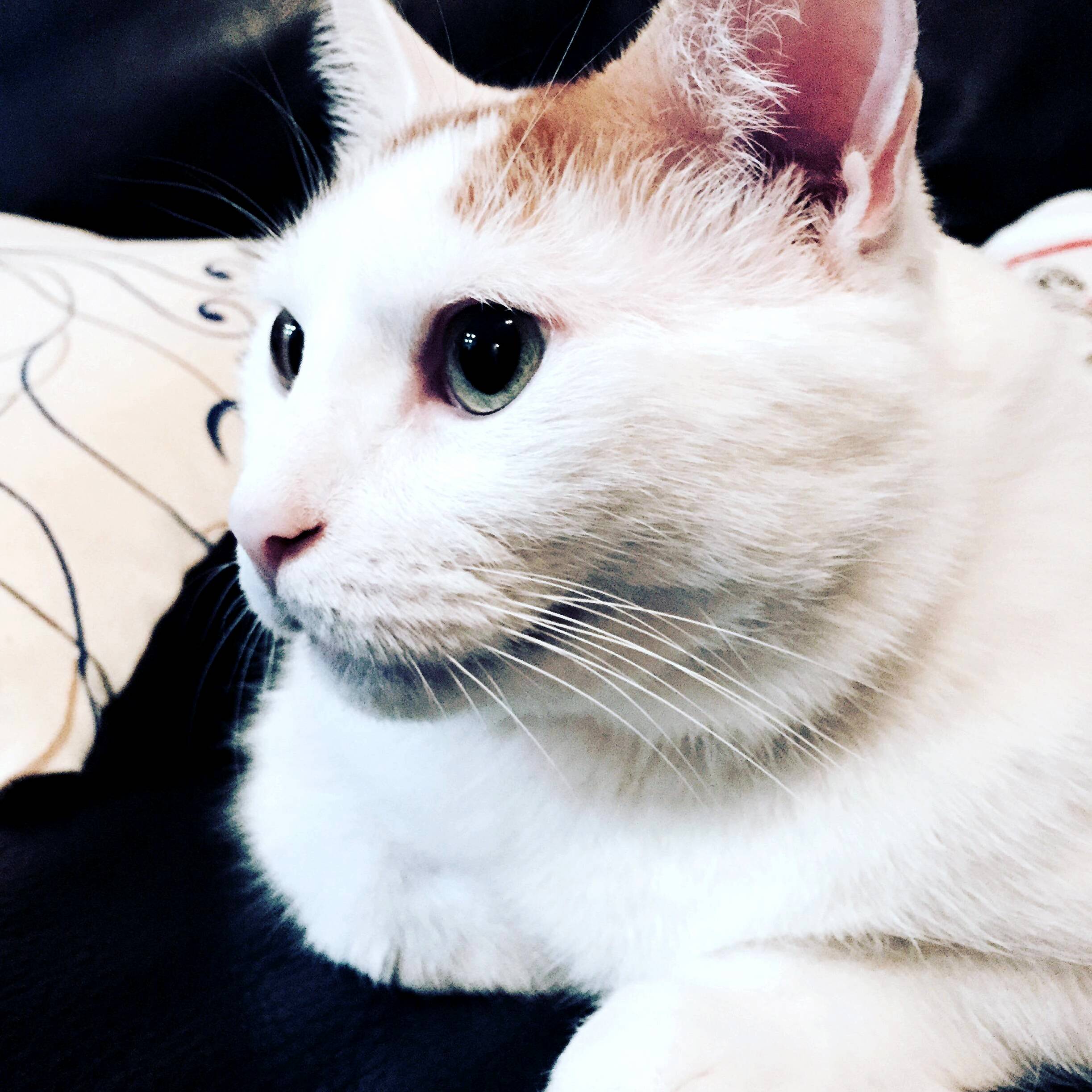 Dippy Is Deep in Thought