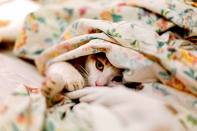 Dont Wake Me for Another Hour