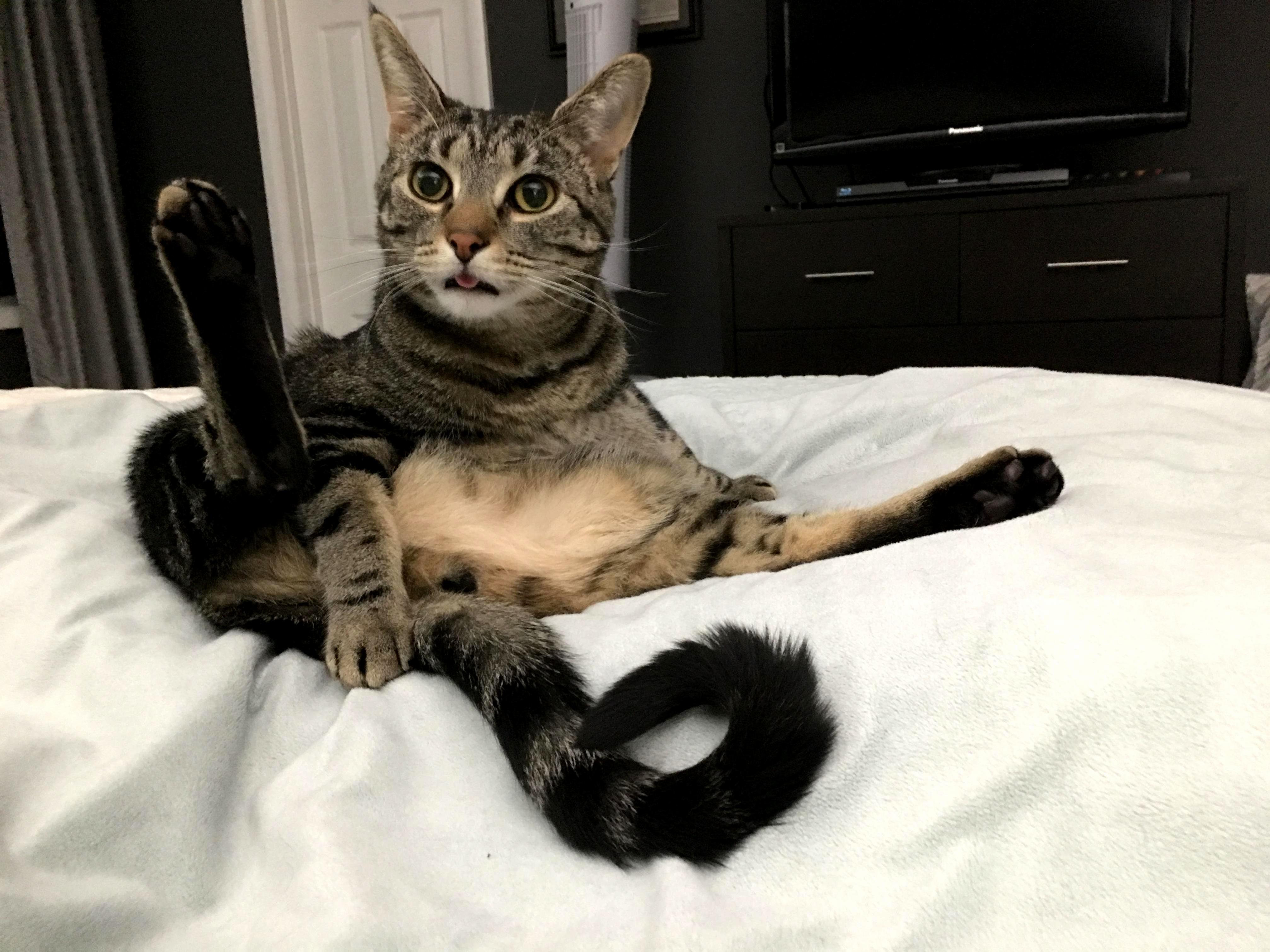 Donut-tailed Derp