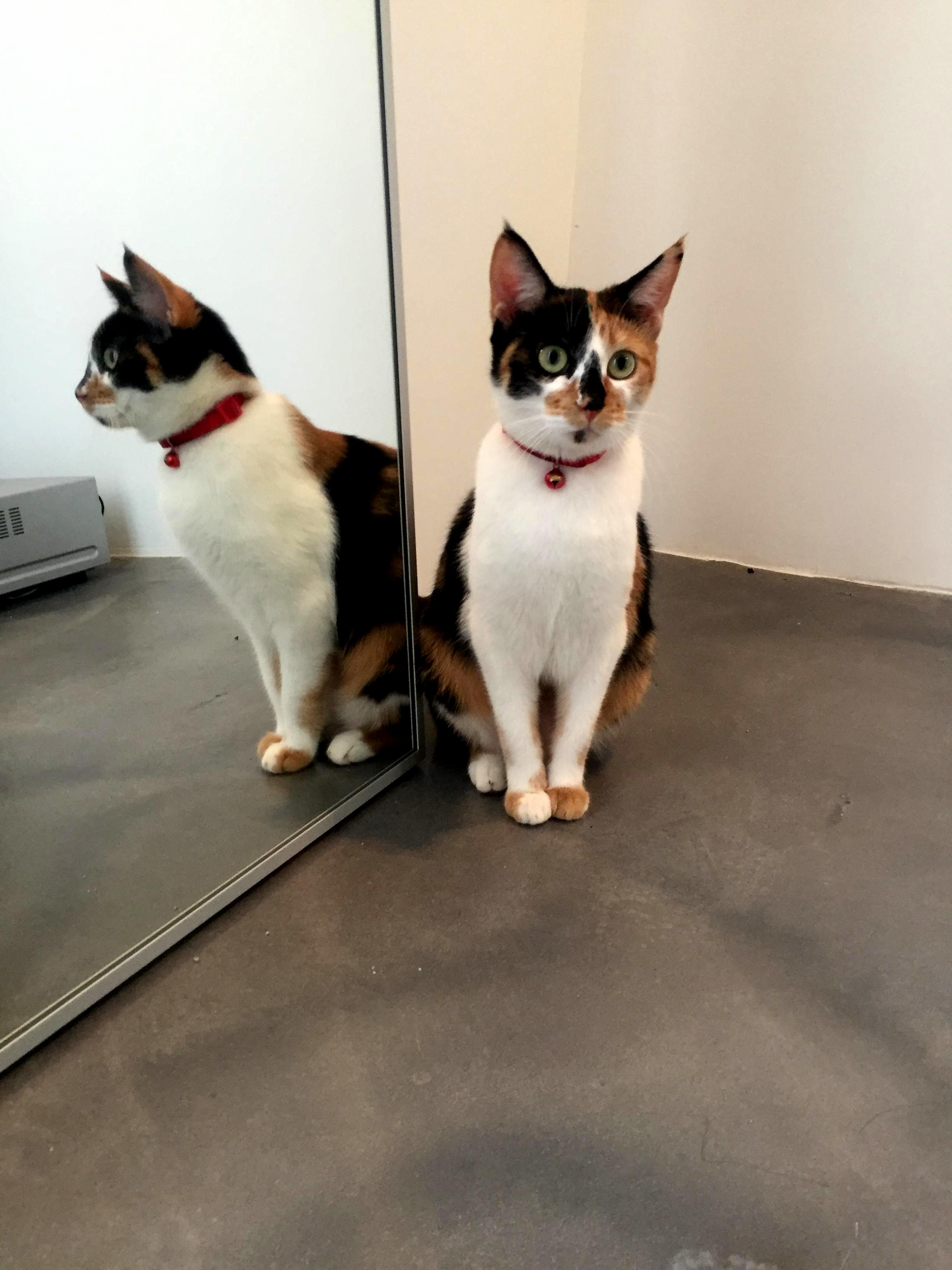 Double Trouble
