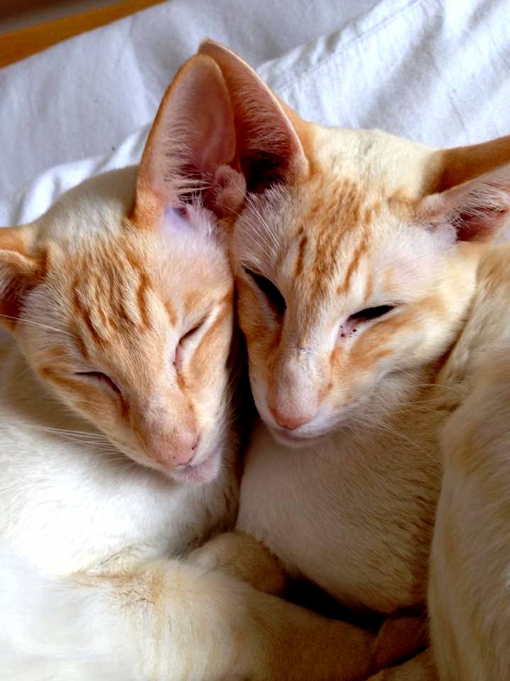 Eddie and Bertie Siamese Apricot Point