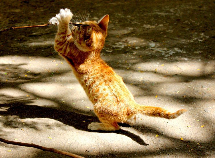 Excited Kitten Playing
