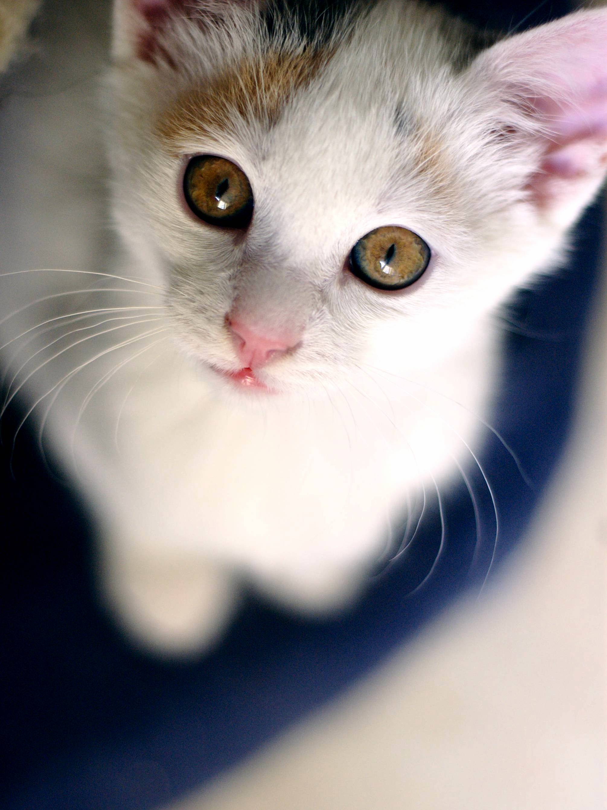 Feed Me