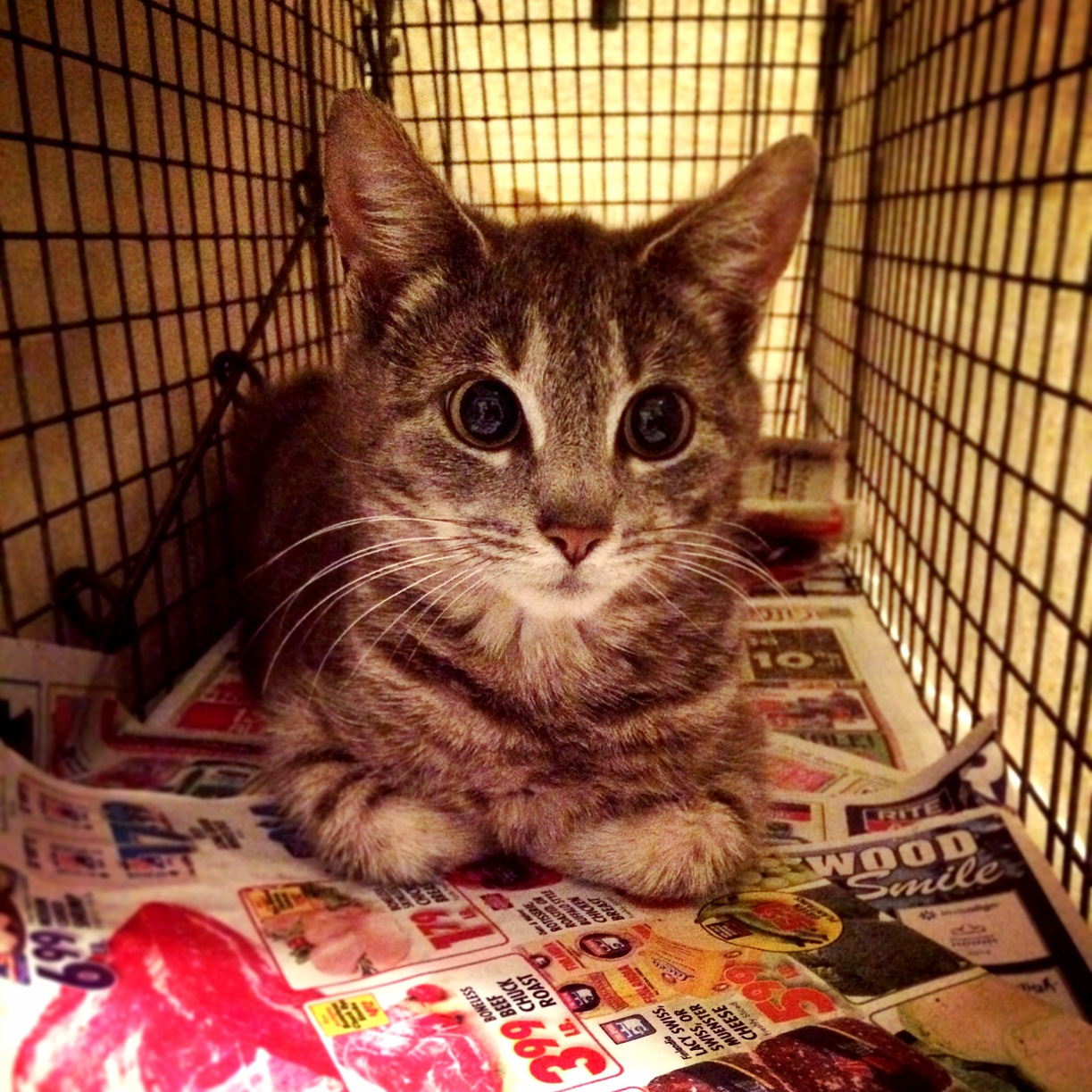 Feral Cat Update Being Very Brave and Off to the Vet Tomorrow for a Spay and Eartip