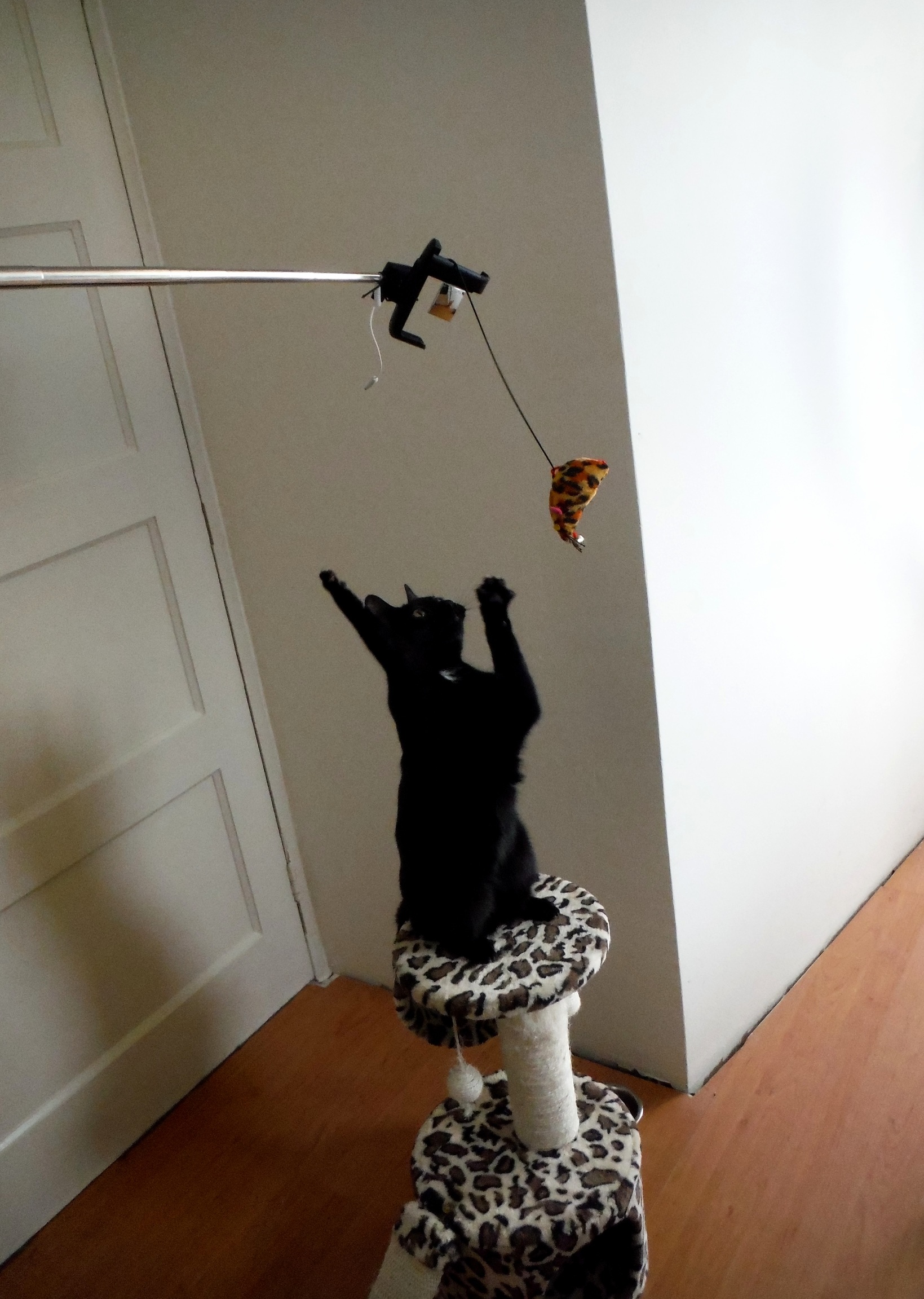 Finally Found a Use for That Selfie Stick I Got for Christmas